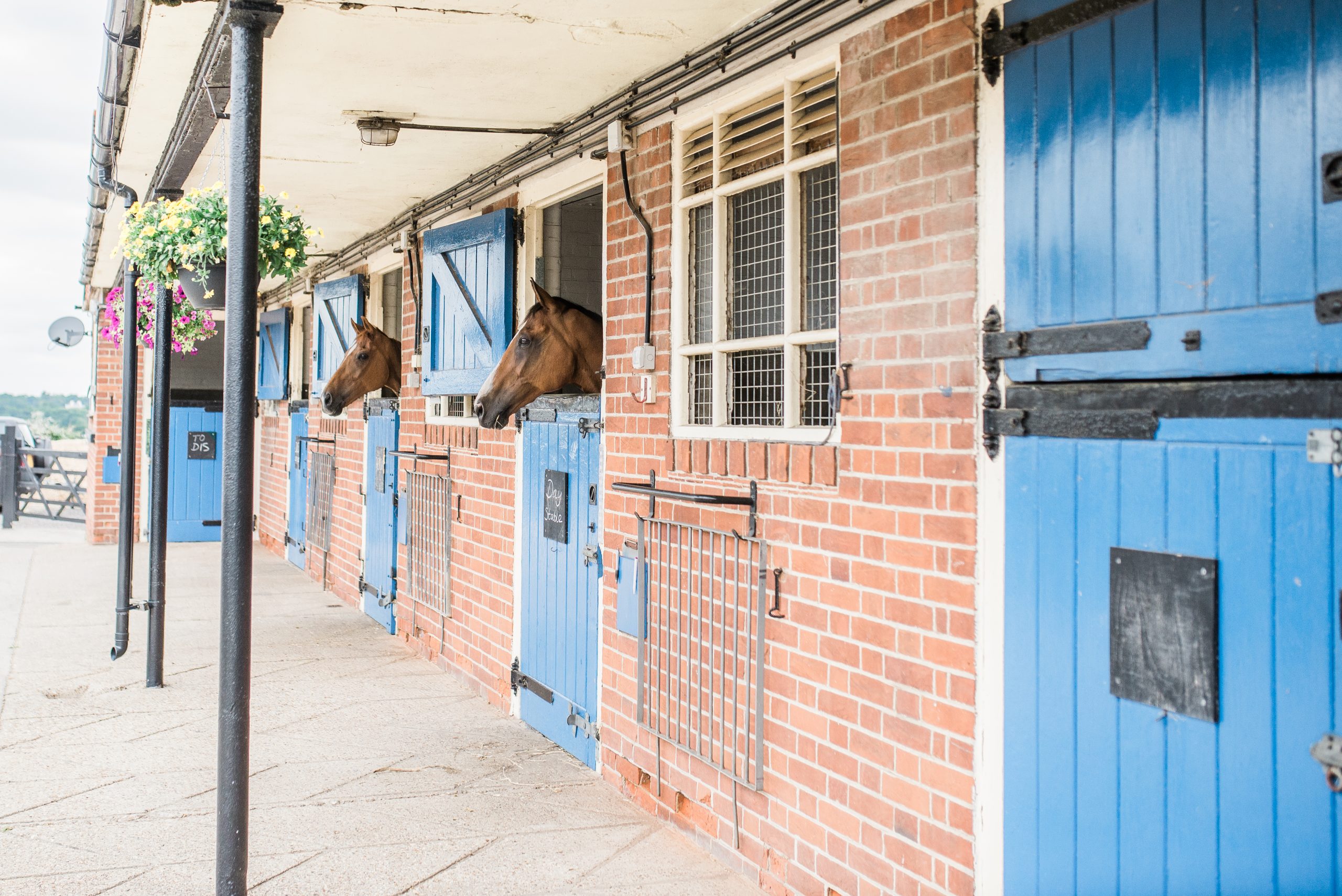 equine vet clinic