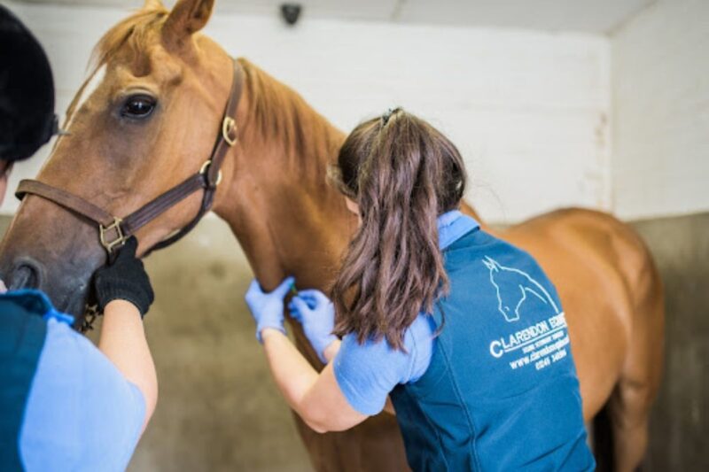 Common Health Problems in Horses Clarendon Equine