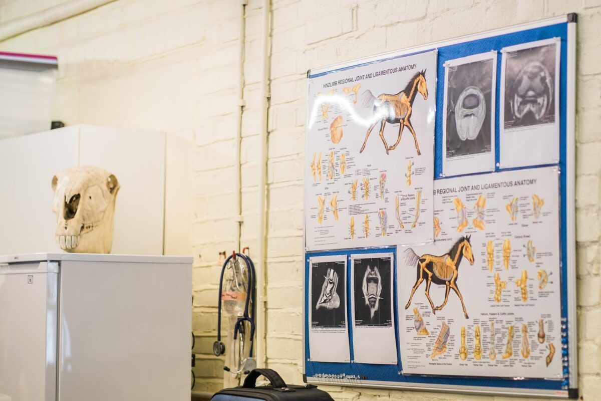 How To An Equine Veterinarian Clarendon Equine