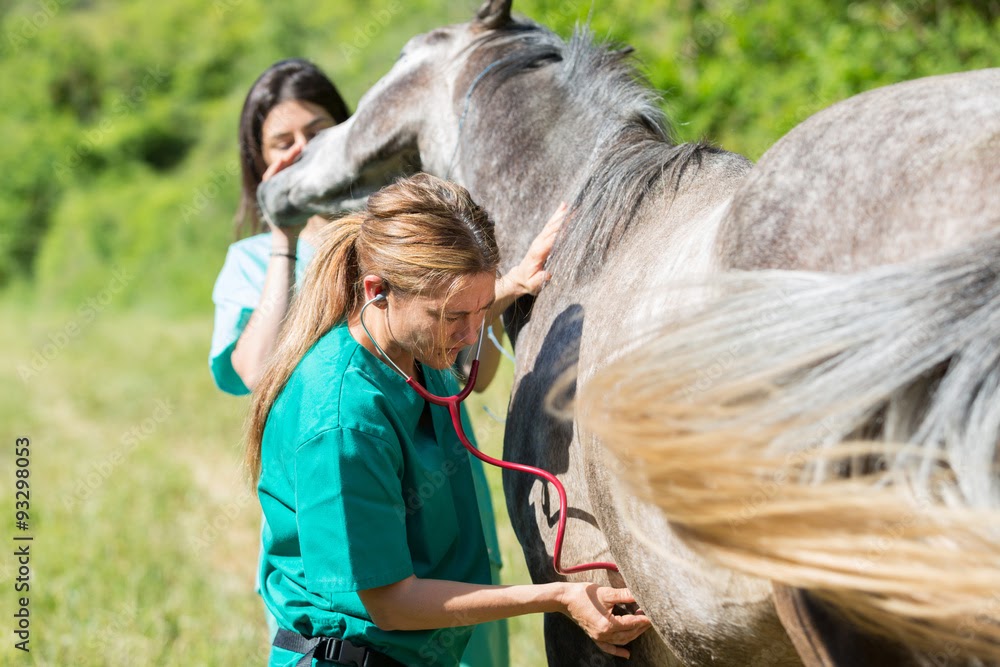 6 Tips for Choosing the Right Equine Vet for Your Horse
