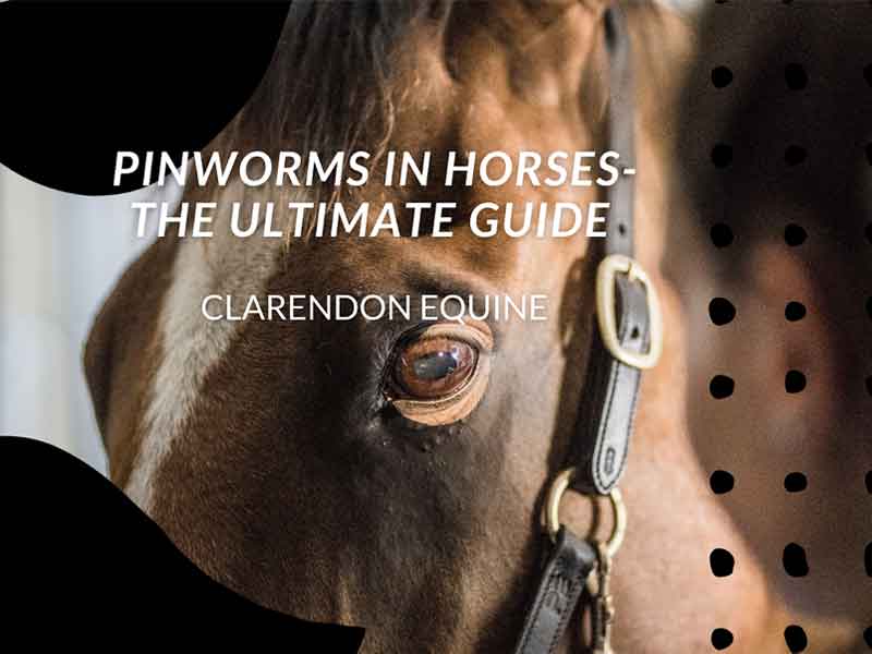 Pinworms In Horses- The Ultimate Guide