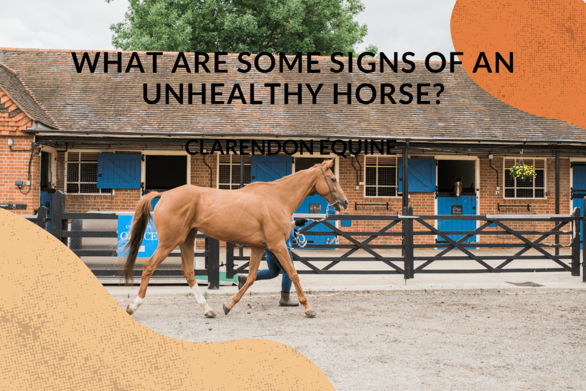 Signs of Horse Illness Observed by Equine Vets