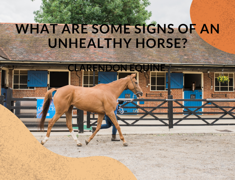 Pinworms In Horses The Ultimate Guide Clarendon Equine