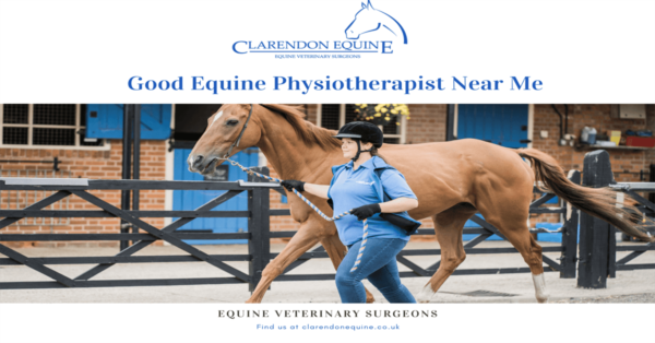 Good Equine Physiotherapist Near Me | Clarendonequine