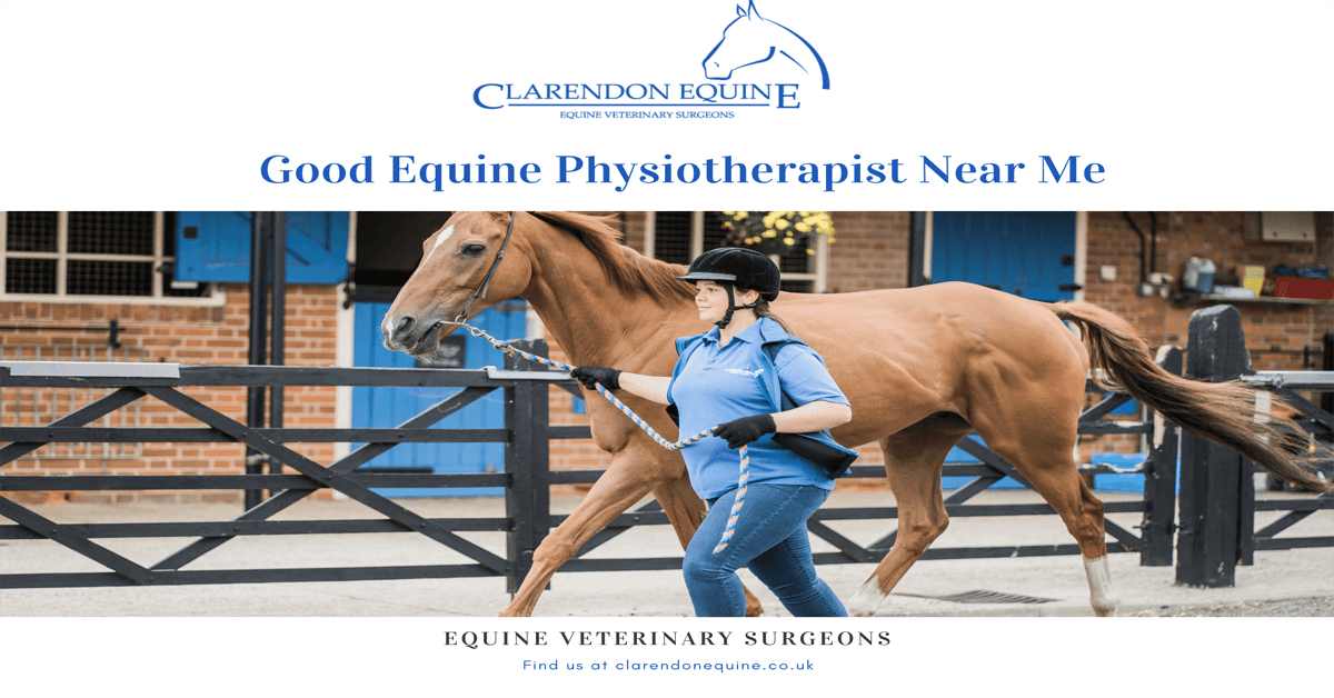 Good Equine Physiotherapist Near Me