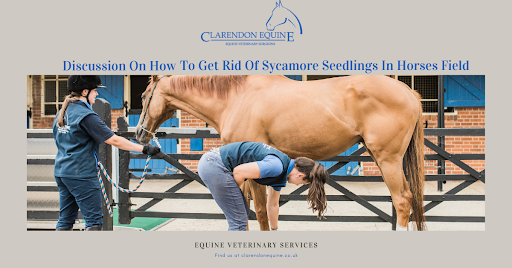 Discussion On How To Get Rid Of Sycamore Seedlings In Horses Field