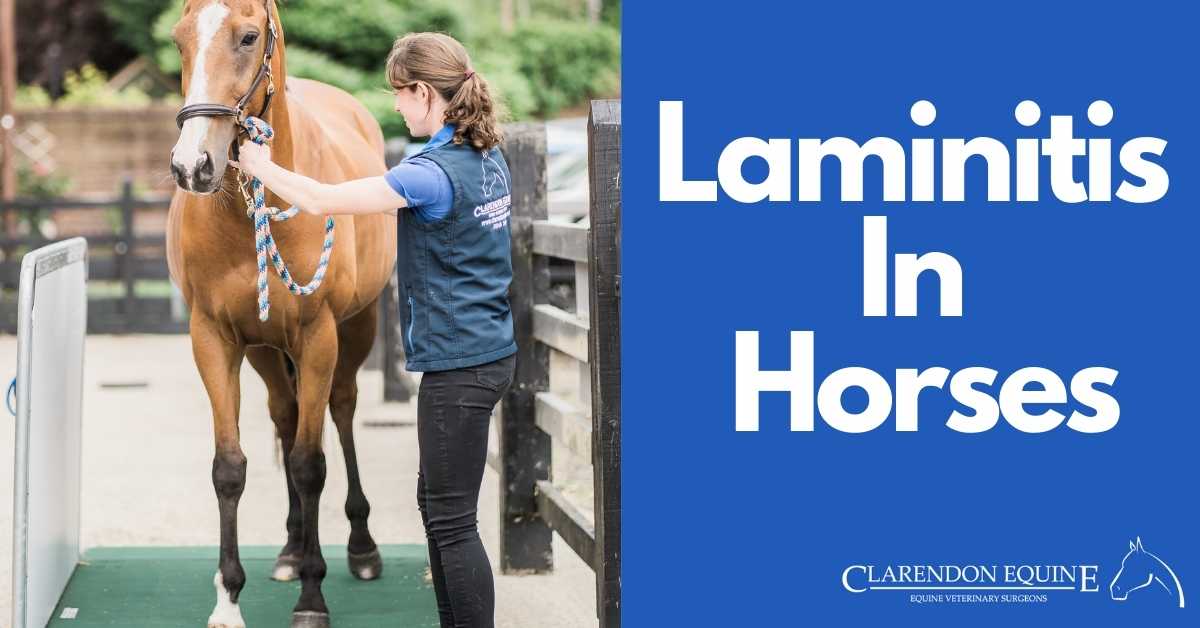 What Causes Laminitis In Horses: Symptoms, Treatments, & Prevention