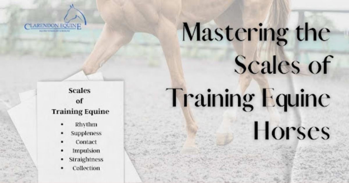 Mastering the Scales of Training Equine Horses