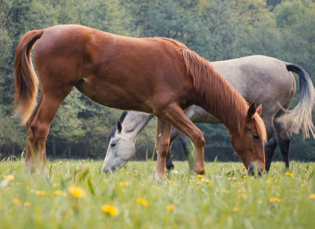Managing Common Back Problems in Horses