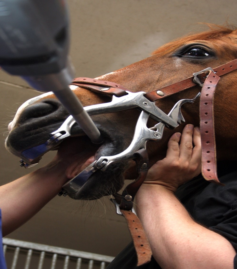 Equine Dental Care: Essential Tips for Healthy Horse Teeth