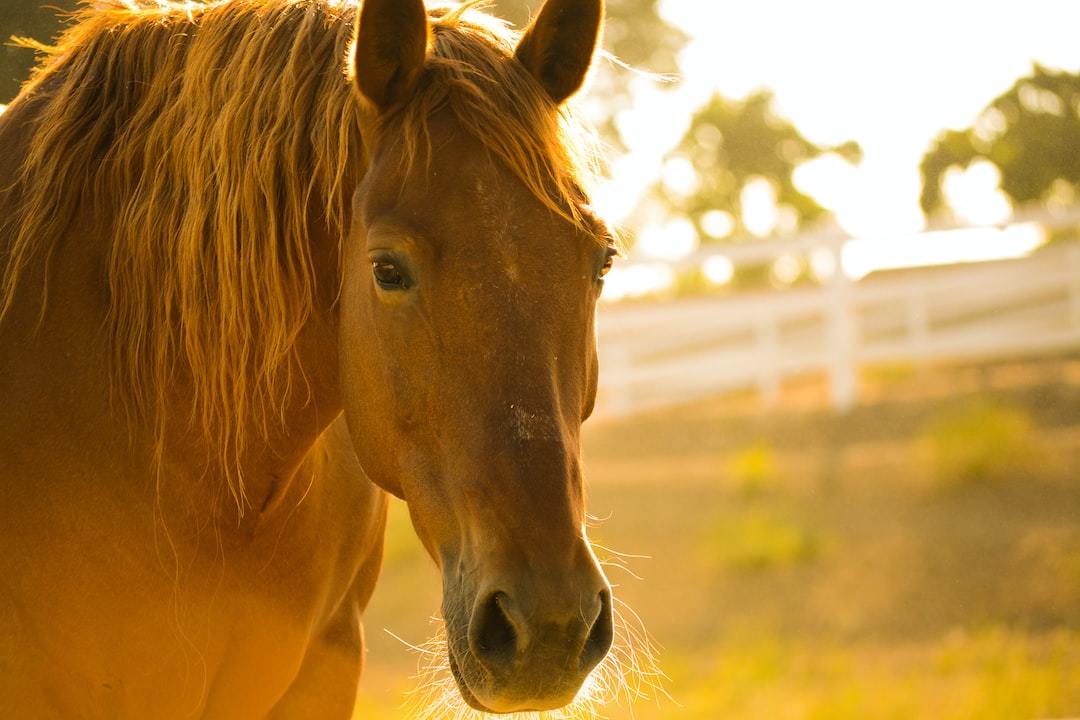 Addressing Common Horse Health Problems, Prevention and Care