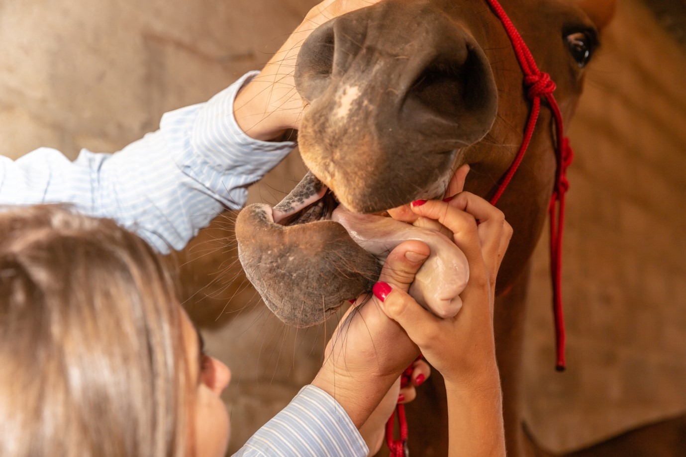 Strangles Management in Horses,  Essential Diagnosis and Prevention Tips