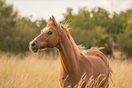 Essential Horse Summer Health Tips  for your Equine Friend