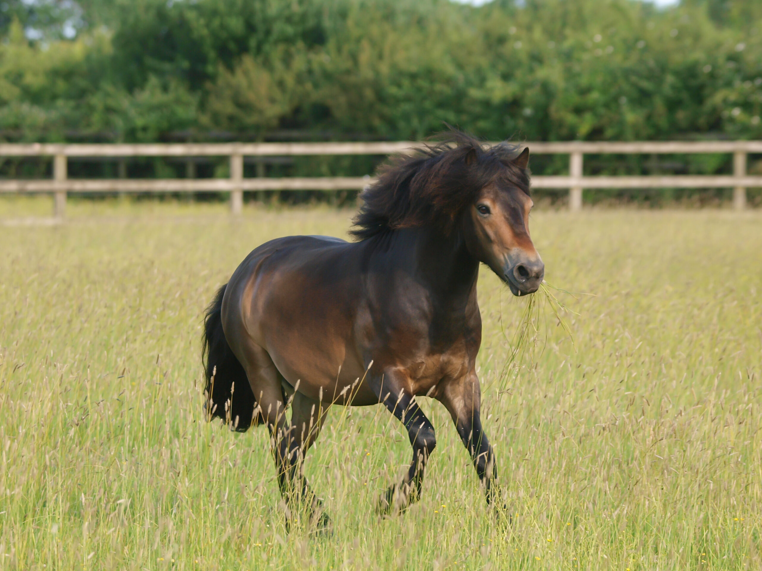 New Developments in Laminitis