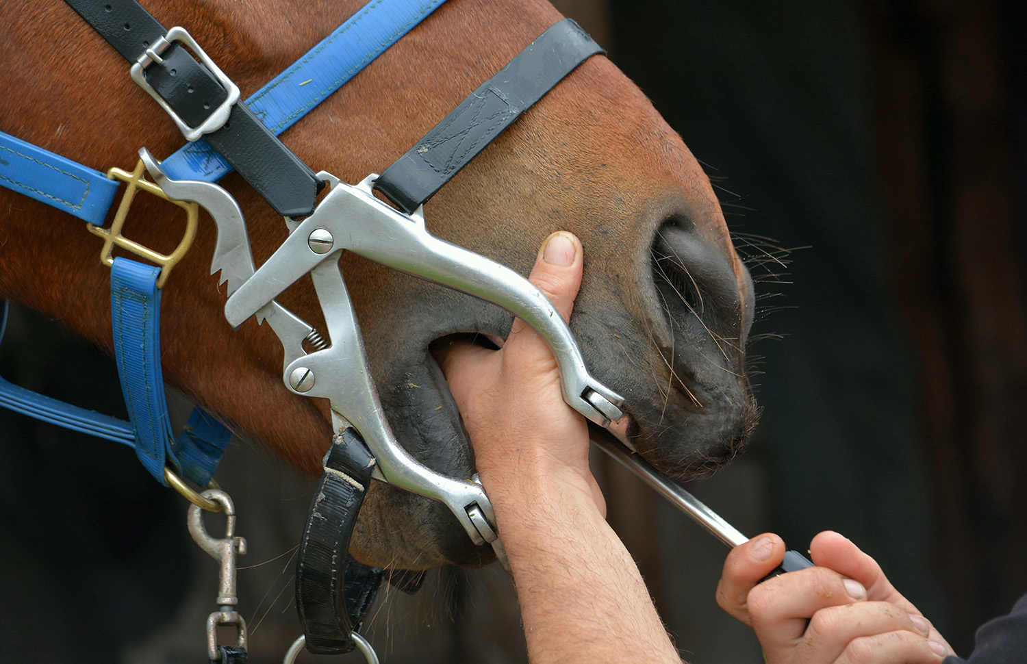 Equine Dentistry