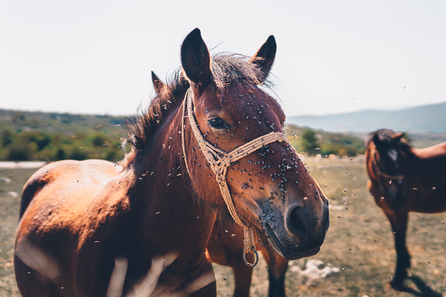 Insect bite hypersensitivity and skin allergies in horses