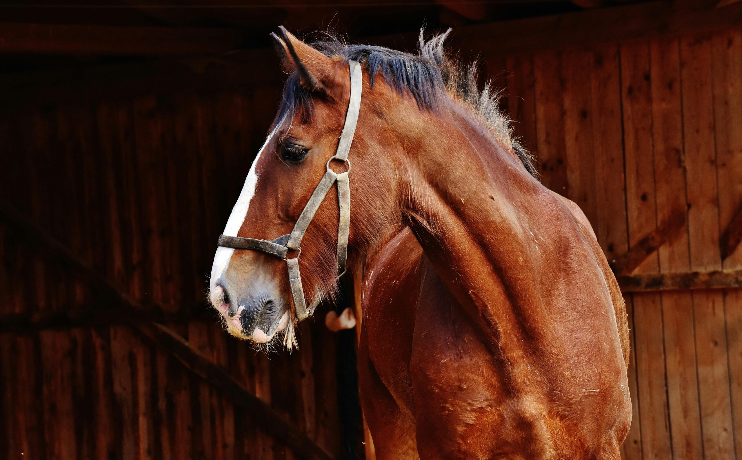 Equine Gastric Ulcers