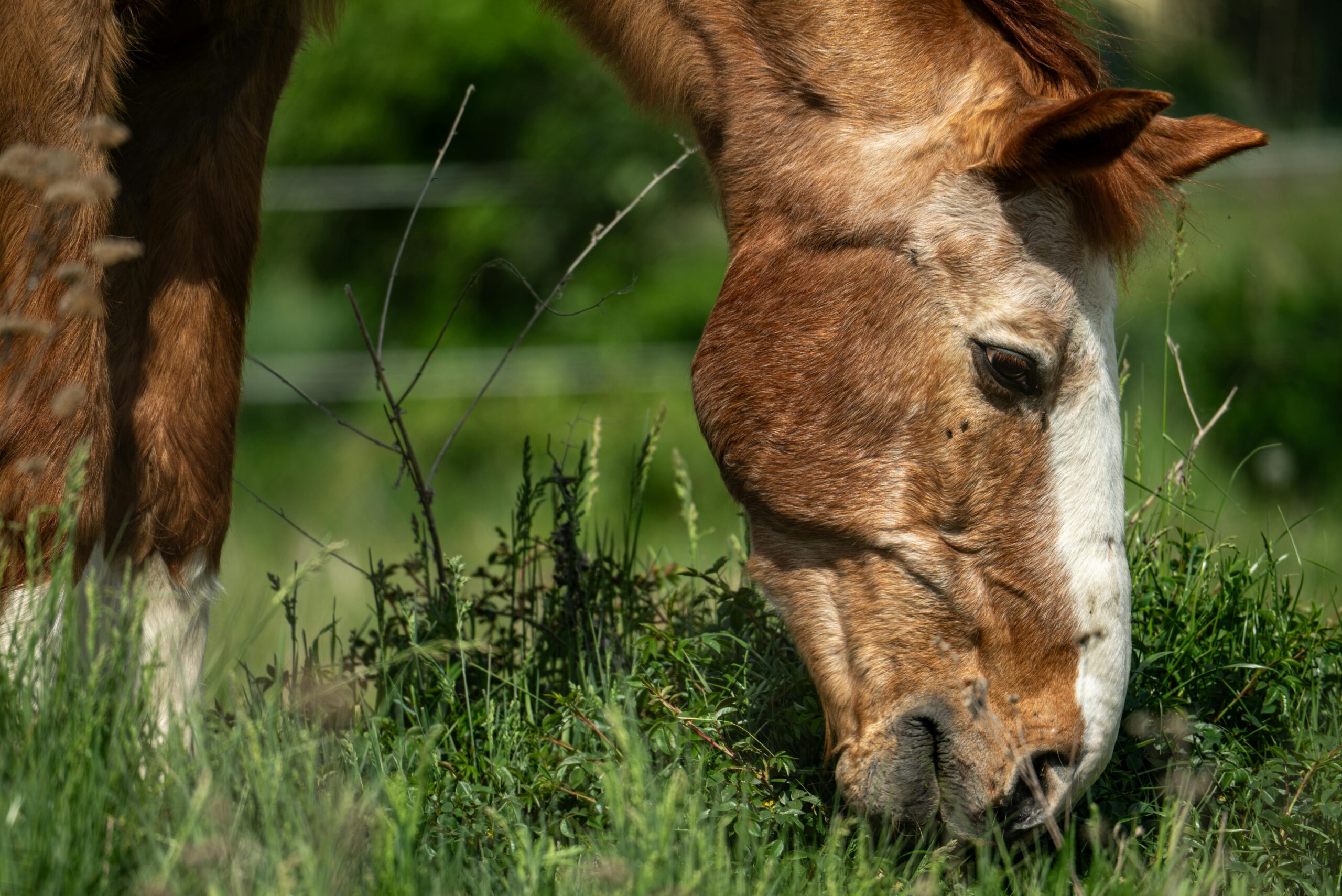 Summer Associated Equine Asthma
