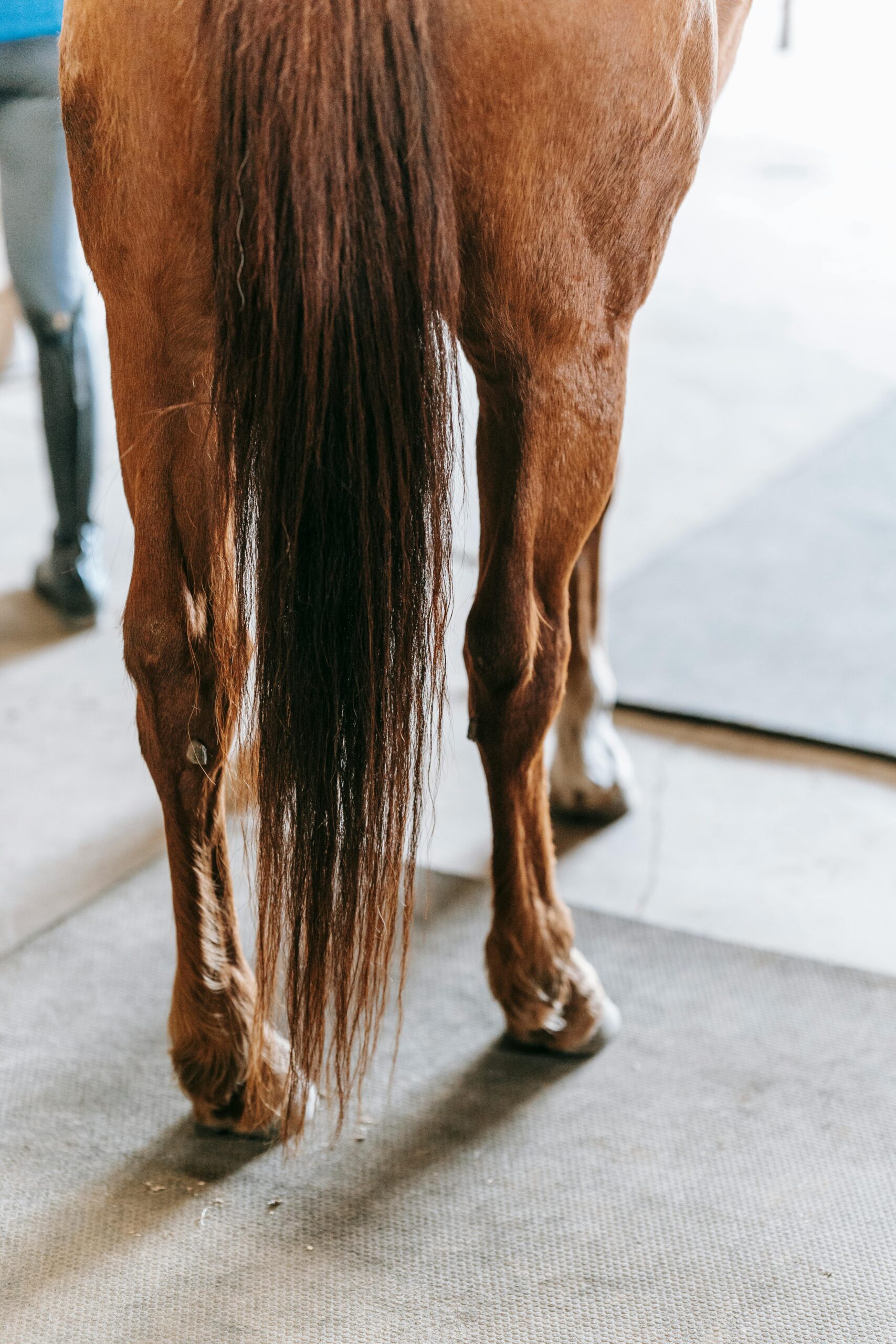 Equine Joint treatments – What’s New? 